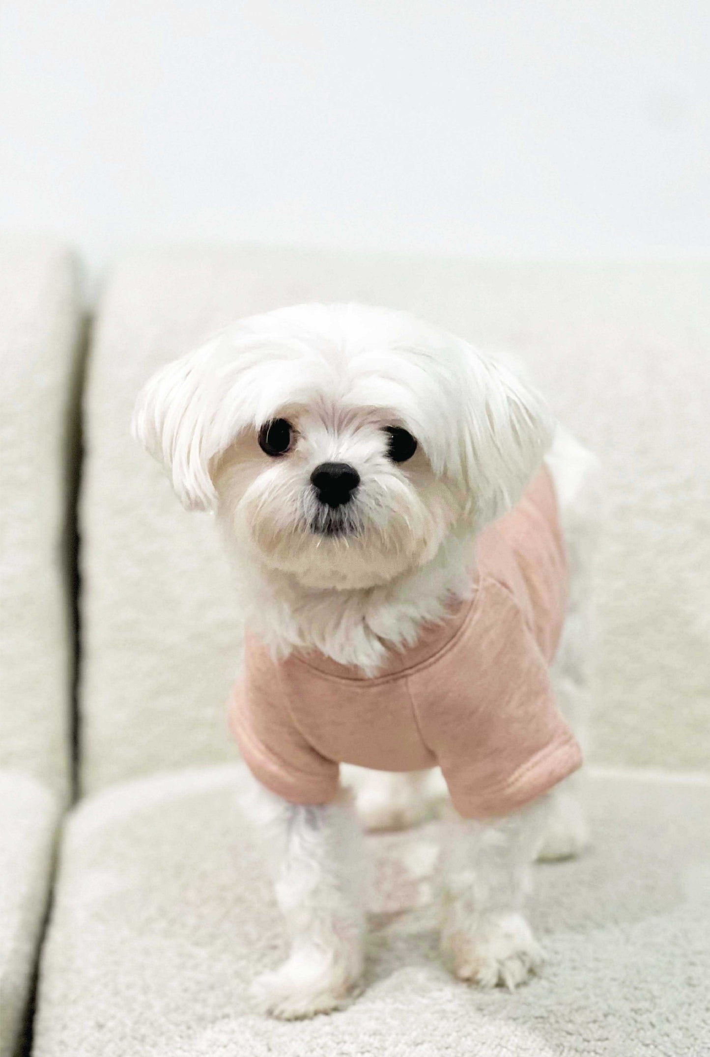 Premium Basic Pet Sweatshirt Oat Collective