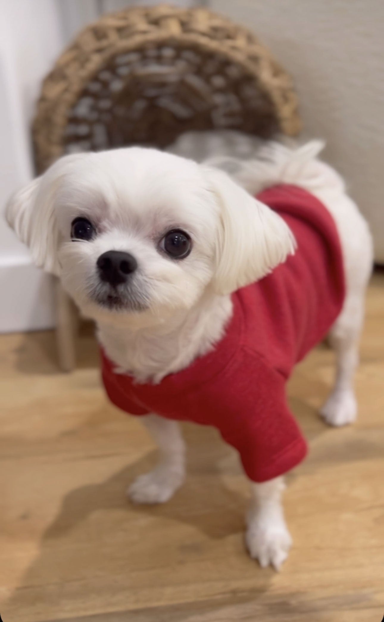 Pet Graphic Sweatshirt Template Oat Collective