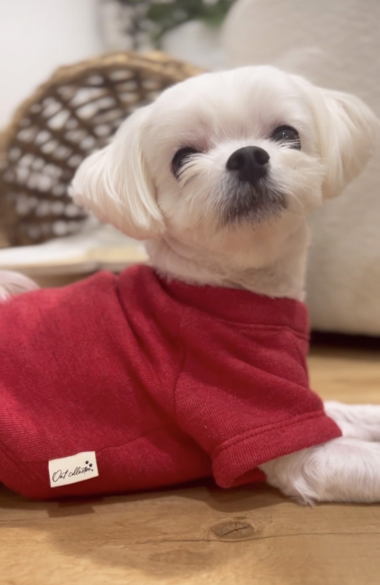 Pet Graphic Sweatshirt Template Oat Collective